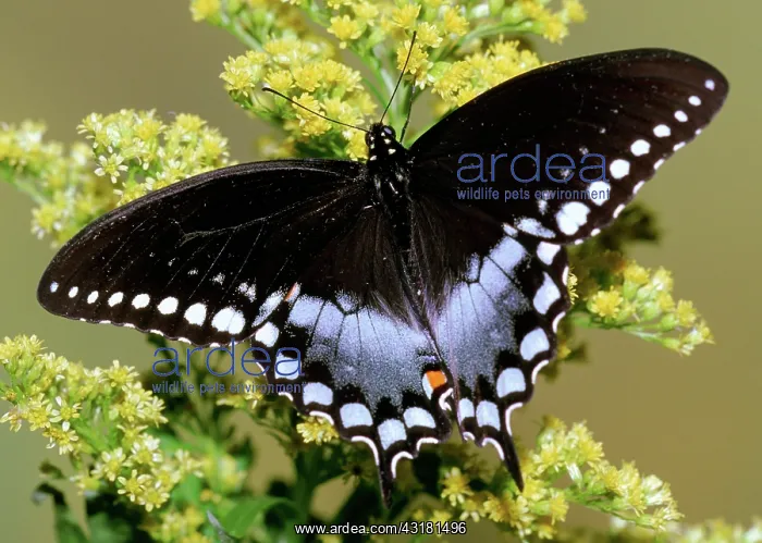 : Spicebush Swallowtail Butterfly : Spicebush Swallowtail Butterfly