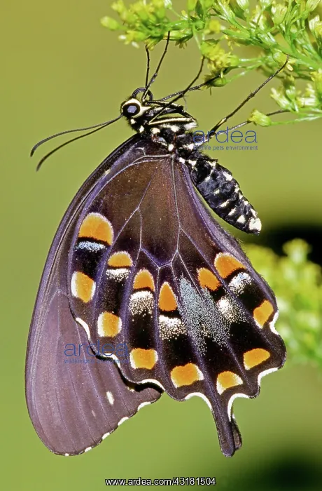 : Spicebush Swallowtail Butterfly : Spicebush Swallowtail Butterfly
