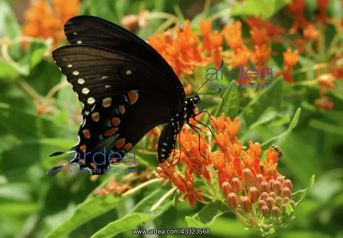 : Spicebush Swallowtail butterfly : Spicebush Swallowtail butterfly