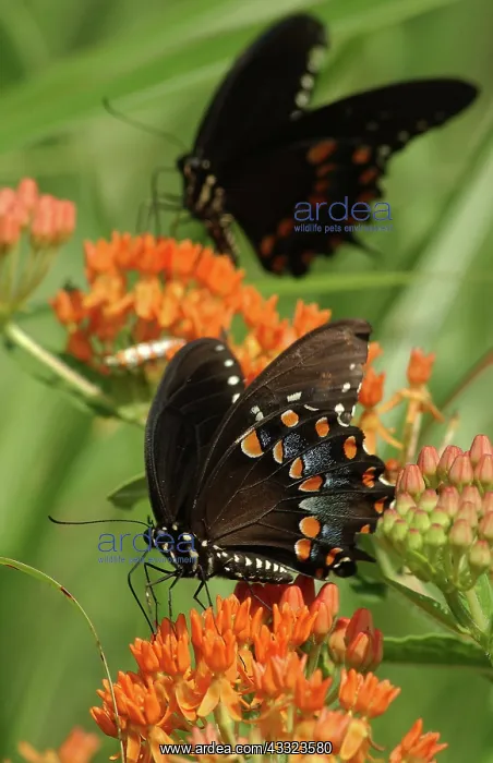 : Spicebush Swallowtail butterfly : Spicebush Swallowtail butterfly