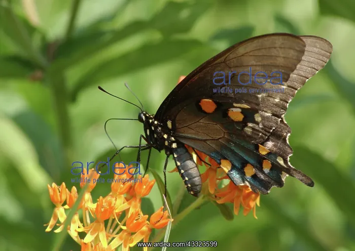 : Spicebush Swallowtail butterfly : Spicebush Swallowtail butterfly