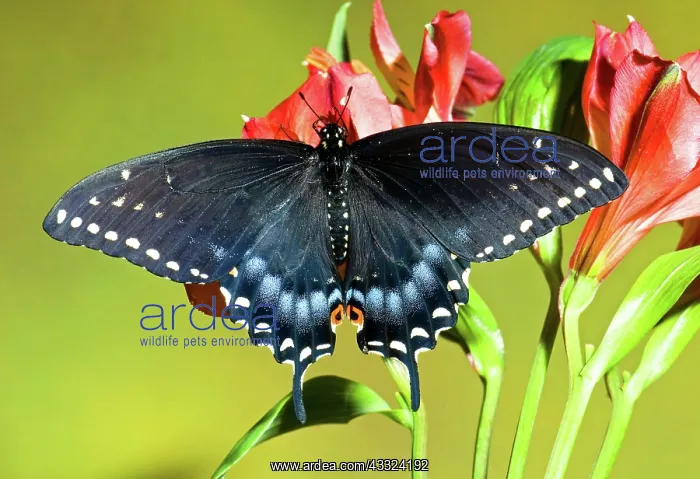 : Spicebush Swallowtail Butterfly : Spicebush Swallowtail Butterfly