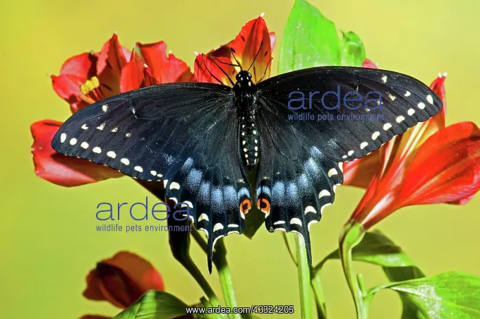 : Spicebush Swallowtail Butterfly : Spicebush Swallowtail Butterfly