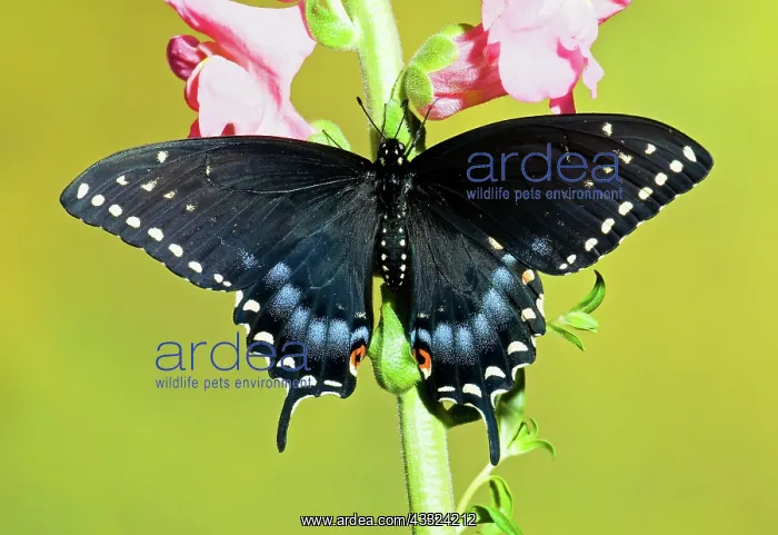 : Spicebush Swallowtail Butterfly : Spicebush Swallowtail Butterfly