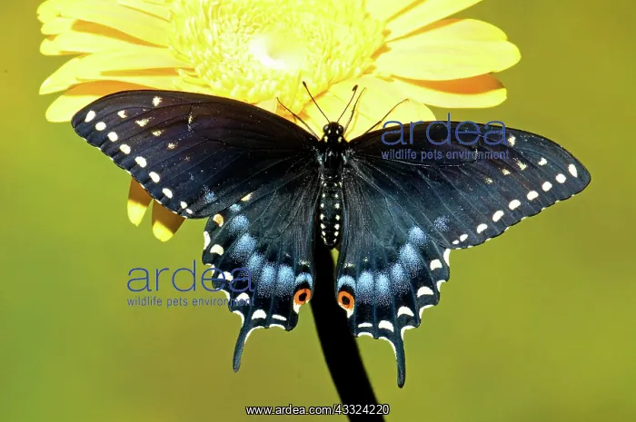 : Spicebush Swallowtail Butterfly : Spicebush Swallowtail Butterfly