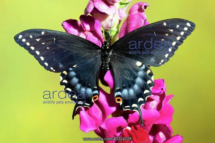 : Spicebush Swallowtail Butterfly : Spicebush Swallowtail Butterfly