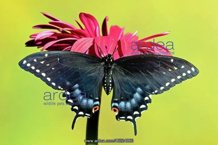 : Spicebush Swallowtail Butterfly : Spicebush Swallowtail Butterfly