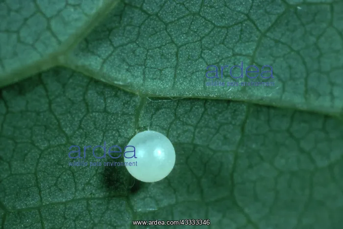 : Spicebush Swallowtail Butterfly Egg : Spicebush Swallowtail Butterfly Egg