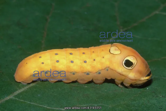 : Spicebush Swallowtail Caterpillar : Spicebush Swallowtail Caterpillar