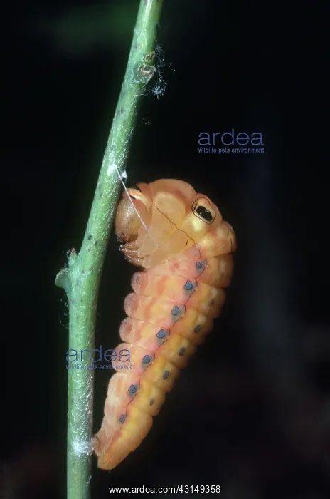 : Spicebush Swallowtail Caterpillar : Spicebush Swallowtail Caterpillar