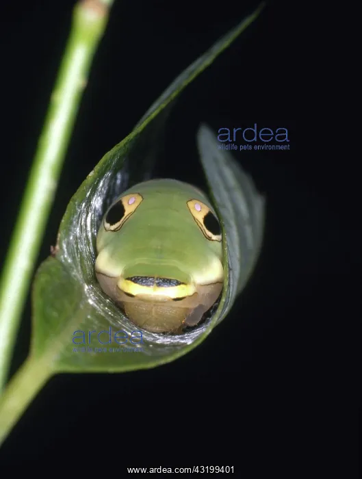 : Spicebush Swallowtail Caterpillar : Spicebush Swallowtail Caterpillar