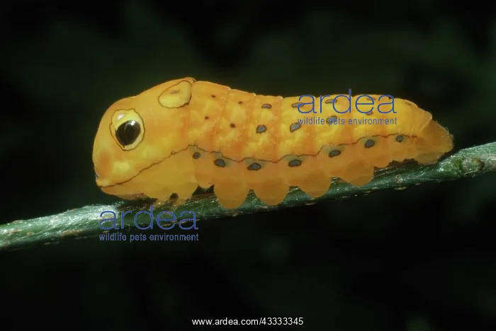 : Spicebush Swallowtail Caterpillar : Spicebush Swallowtail Caterpillar