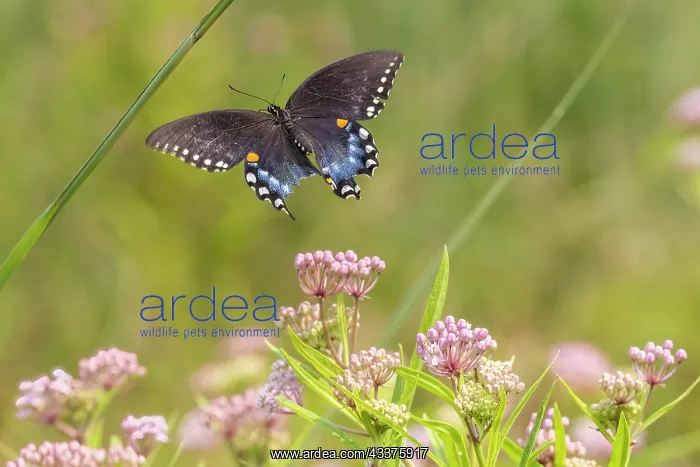 : Spicebush swallowtail flying to swamp milkweed : Spicebush swallowtail flying to swamp milkweed