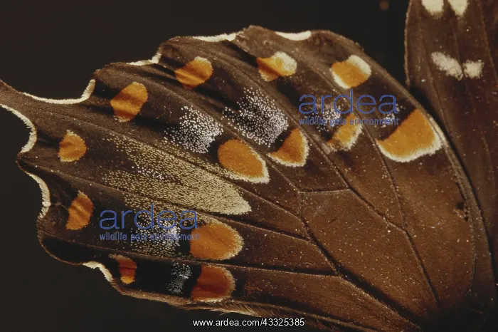 : Spicebush Swallowtail Under Normal Light (1 of 2) : Spicebush Swallowtail Under Normal Light (1 of 2)