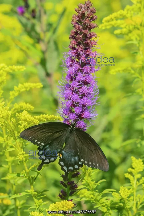 : Spicebush Swallowtail (Papilio troilus) on Blazing : Spicebush Swallowtail (Papilio troilus) on Blazing