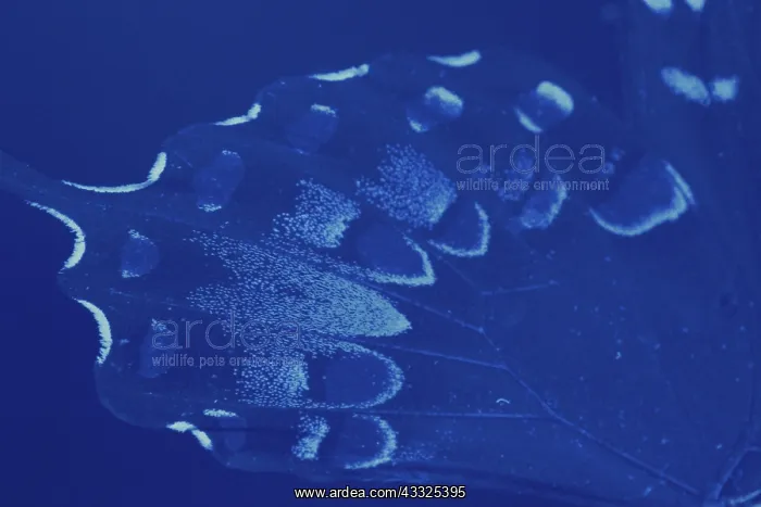 : Spicebush Swallowtail Under UV Light (2 of 2) : Spicebush Swallowtail Under UV Light (2 of 2)