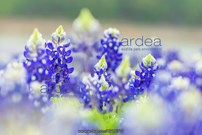 : Spicewood, Texas, USA. Bluebonnet wildflowers in : Spicewood, Texas, USA. Bluebonnet wildflowers in