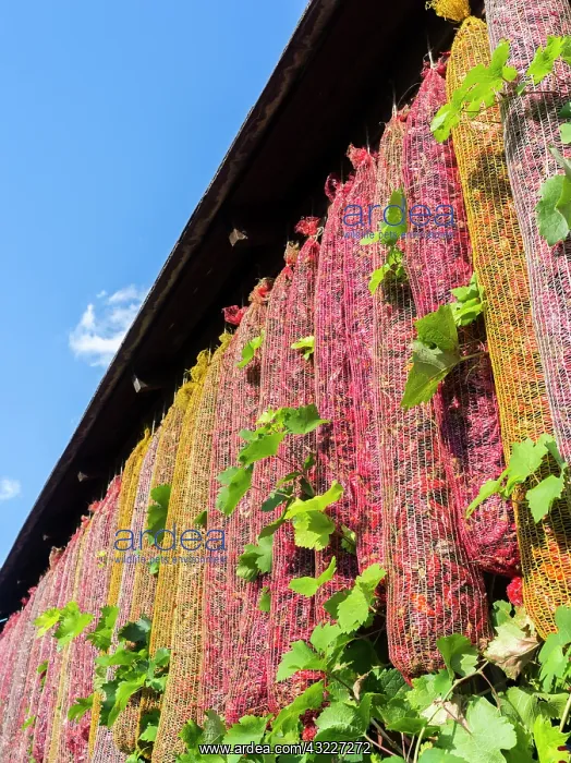 : Spicy red chili in the town of Kalocsa : Spicy red chili in the town of Kalocsa