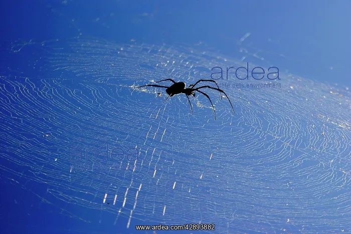 : Spider (Nephila comorana). Mayotte Island, Indian Ocean : Spider (Nephila comorana). Mayotte Island, Indian Ocean