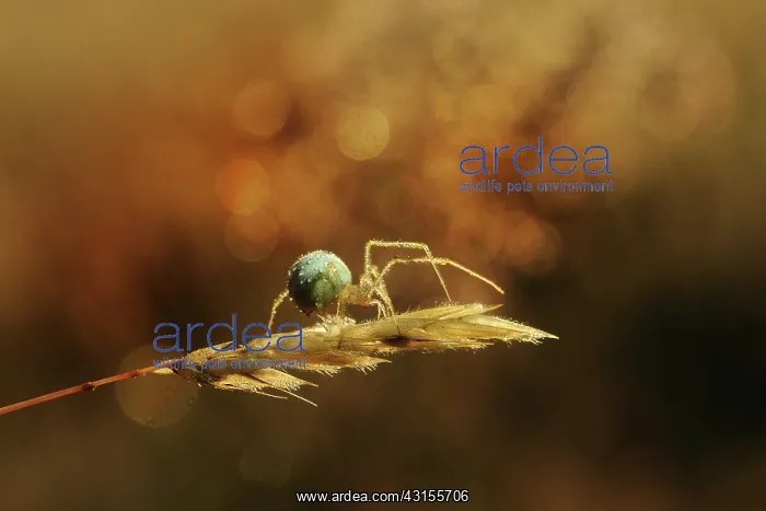 : Spider (Enoplognata ovata) in backlight at sunset : Spider (Enoplognata ovata) in backlight at sunset