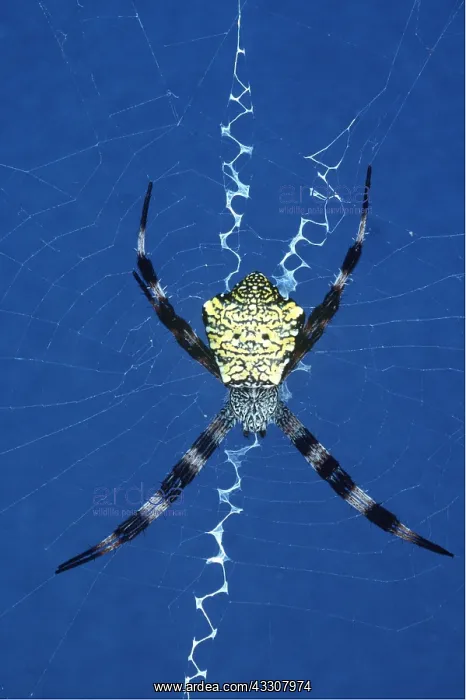 : SPIDER : SPIDER