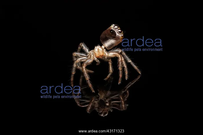 : spider is about 5mm in size : spider is about 5mm in size