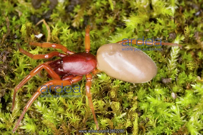 : Spider, adapted for catching and eating woodlice : Spider, adapted for catching and eating woodlice