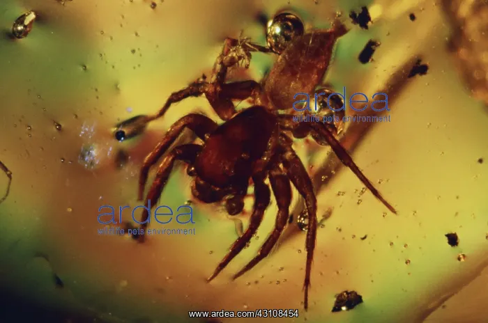 : Spider in Amber : Spider in Amber