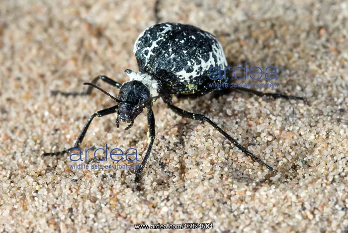 : Spider Beetle : Spider Beetle