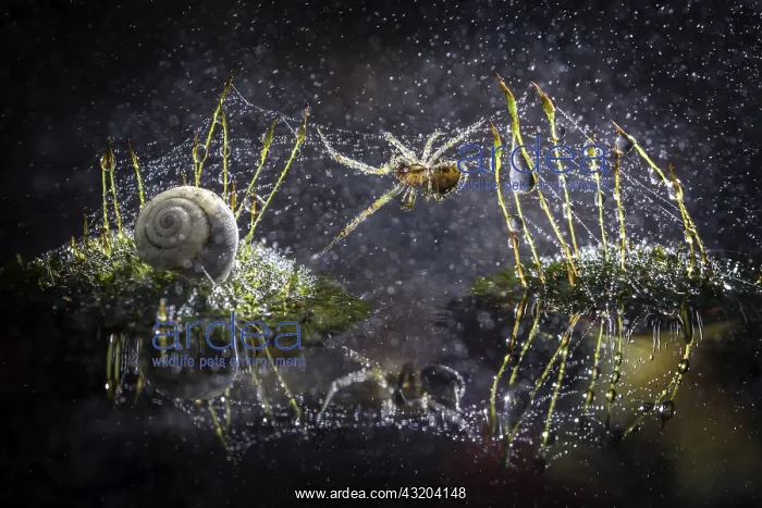 : A spider is building a web among moss buds : A spider is building a web among moss buds