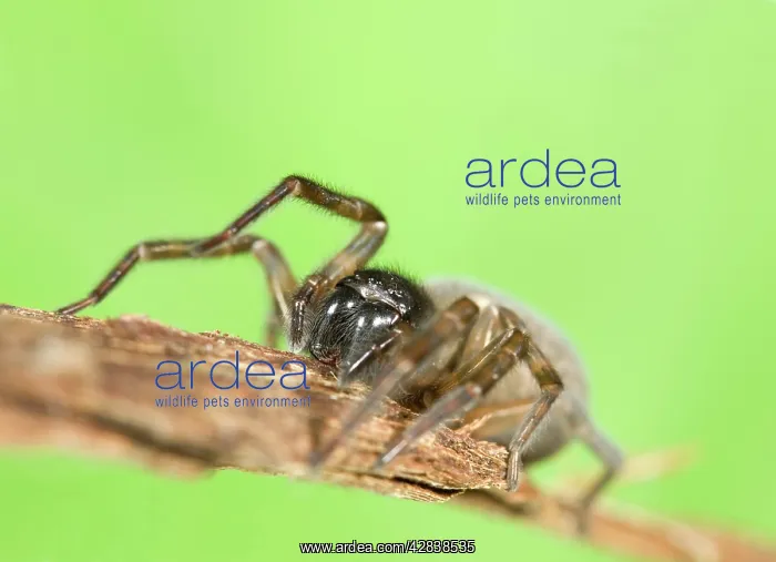 : Spider - climbing piece of bark : Spider - climbing piece of bark