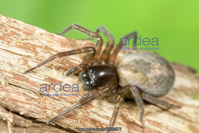 : Spider - climbing piece of bark : Spider - climbing piece of bark