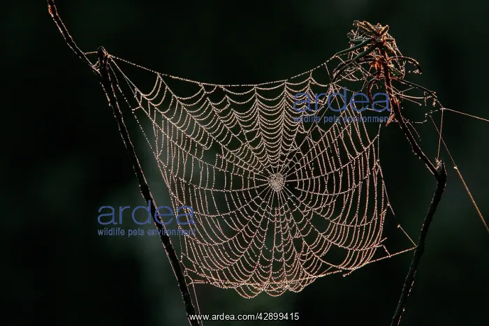  : Spider - cobweb