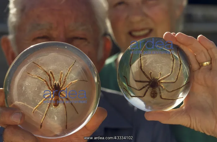 : Spider Collectors, Murray Riverland : Spider Collectors, Murray Riverland
