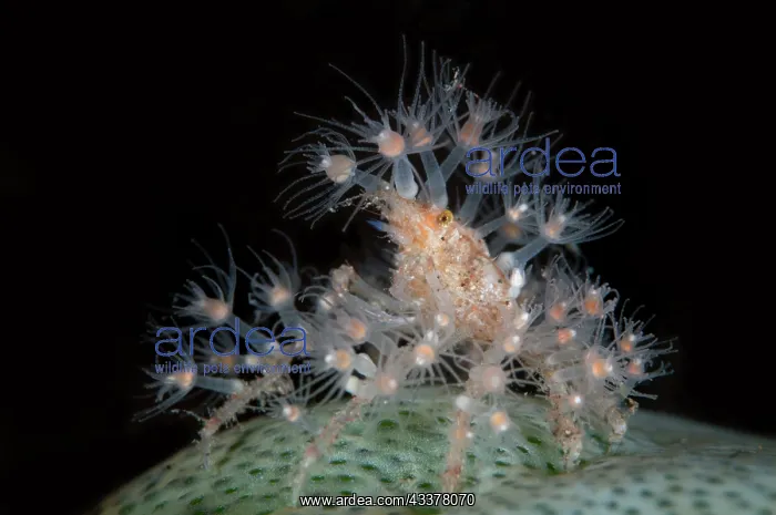 : Spider Crab : Spider Crab