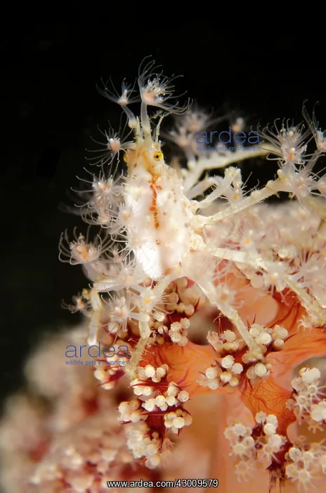 : Spider Crab with anemones on coral Torpedo Alley : Spider Crab with anemones on coral Torpedo Alley