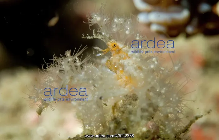: Spider Crab with anemones for protection and camouflage : Spider Crab with anemones for protection and camouflage