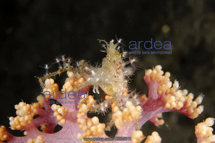 : Spider Crab - with attached anemones for defense : Spider Crab - with attached anemones for defense