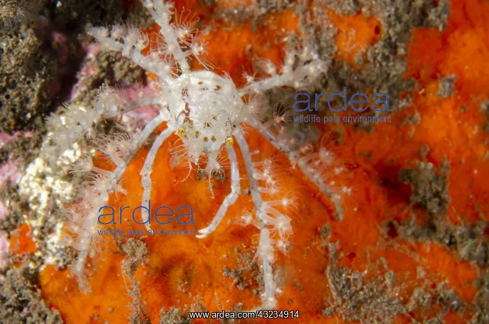 : Spider Crab - carrying small Anemones for protection : Spider Crab - carrying small Anemones for protection
