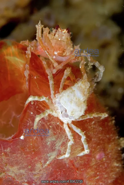 : Spider Crab on sea squirt moulting with old skeleton : Spider Crab on sea squirt moulting with old skeleton