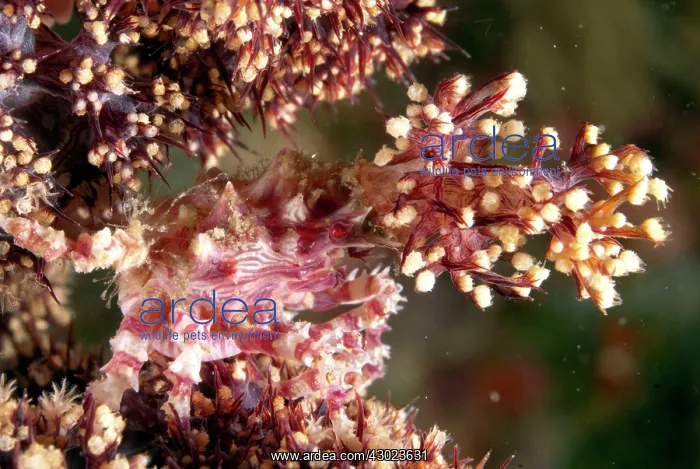 : Spider Crab on soft Glomerate tree coral (Dendronephthya : Spider Crab on soft Glomerate tree coral (Dendronephthya