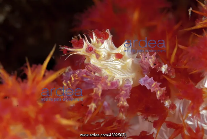 : Spider Crab on soft Glomerate tree coral (Dendronephthya : Spider Crab on soft Glomerate tree coral (Dendronephthya