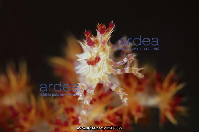: Spider Crab - on soft Glomerate tree coral (Dendronephthya : Spider Crab - on soft Glomerate tree coral (Dendronephthya