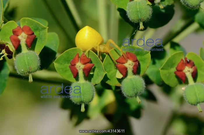 : Spider crab on Spurge, Labeaume, Ardeche, France : Spider crab on Spurge, Labeaume, Ardeche, France