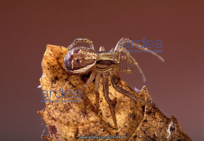 : Spider - on a dead leaf : Spider - on a dead leaf