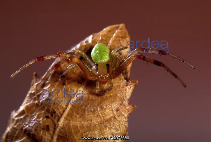 : Spider - on a dead leaf : Spider - on a dead leaf