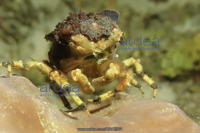 : Spider Decorator Crab : Spider Decorator Crab