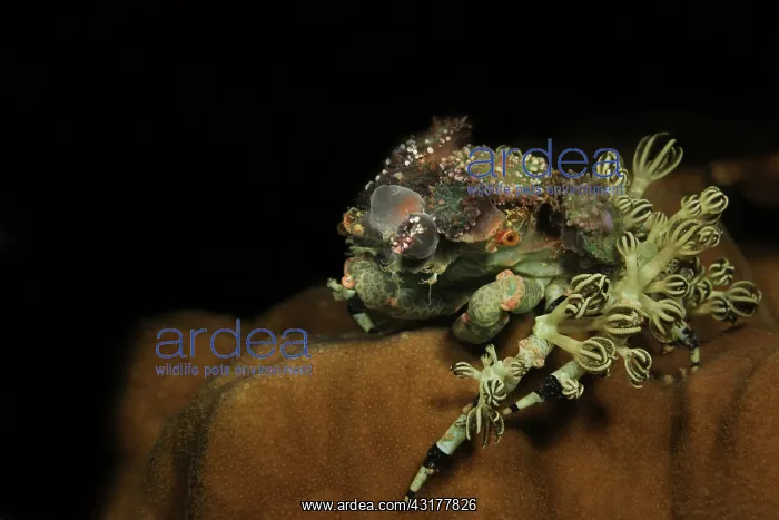 : Spider Decorator Crab : Spider Decorator Crab