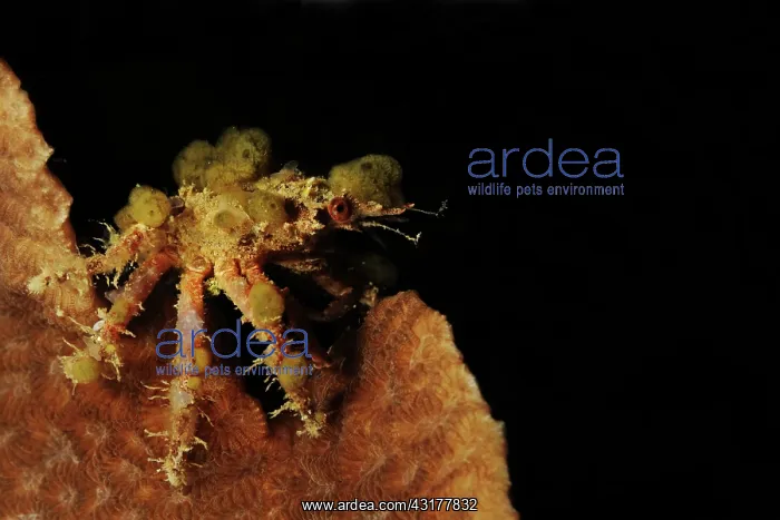 : Spider Decorator Crab : Spider Decorator Crab