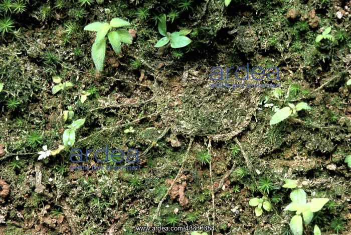 : Spider Den : Spider Den